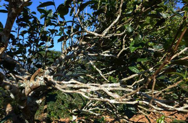 2021年正氣塘古樹秋茶花蜜香氣盈盈，冰糖甜韻深邃！