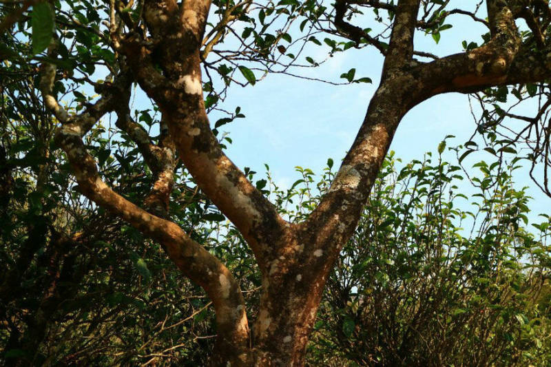 2021年冰島南迫古樹(shù)秋茶口感？