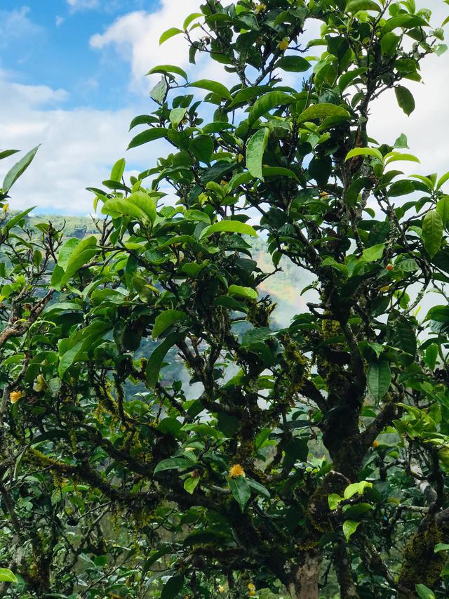 2021年冰島南迫古樹秋茶茶園詳解！