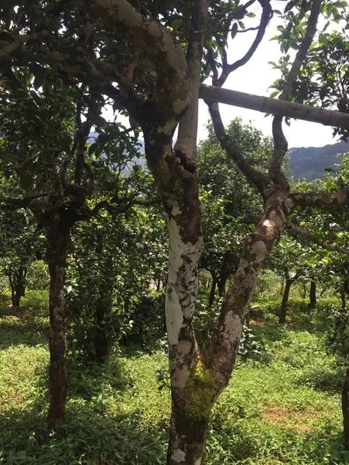 2021年冰島地界古樹(shù)秋茶口感？
