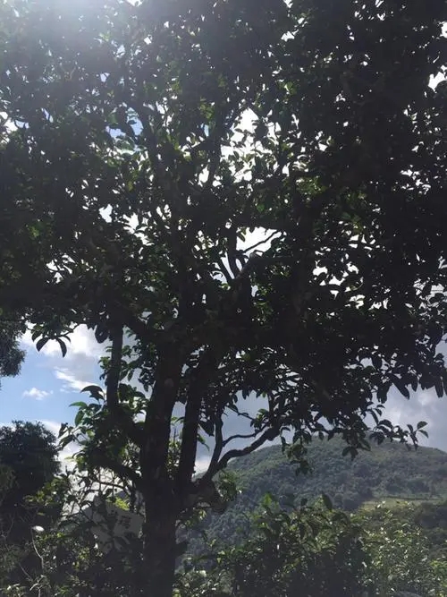 2021冰島地界古樹秋茶長(zhǎng)在雪山山脊上的茶園