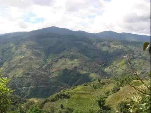 2021年冰島壩歪古樹秋茶特點？