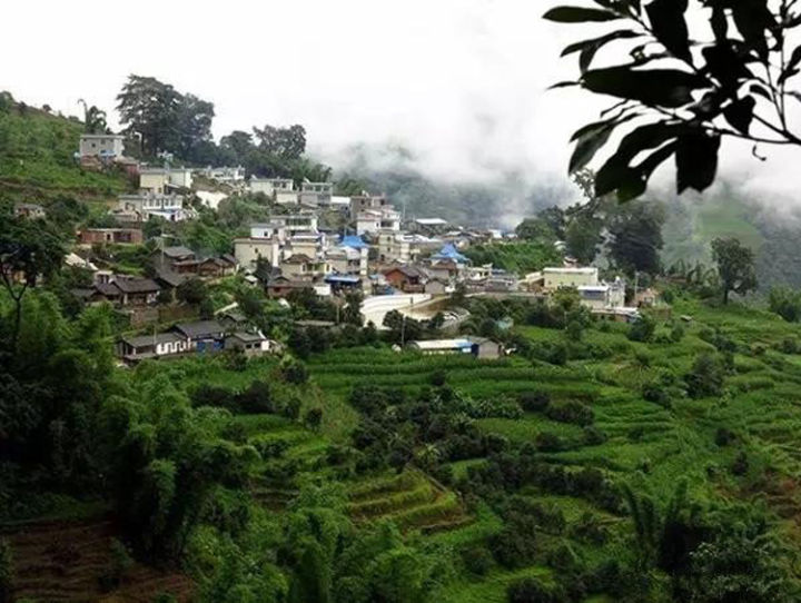 2021年冰島壩歪古樹(shù)秋茶口感？