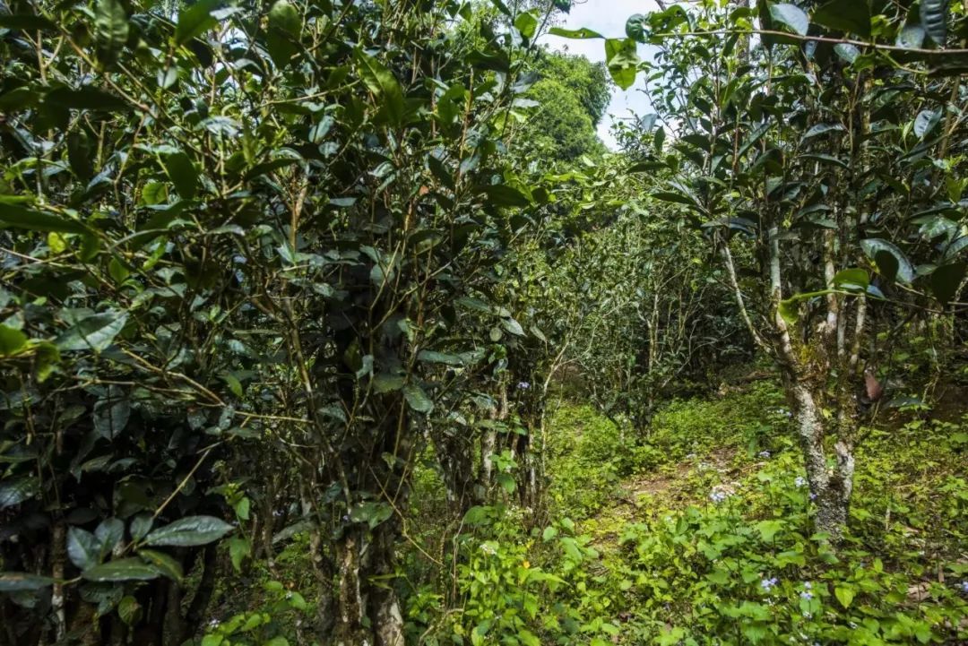 2021年冰島糯伍古樹秋茶口感是什么？