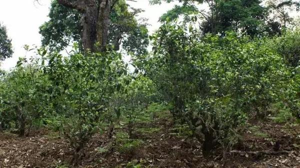 2021年冰島糯伍古樹秋茶多少錢一公斤？