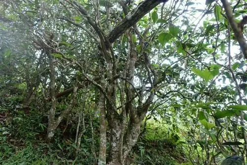 2021年昔歸古樹秋茶特點(diǎn)是什么？