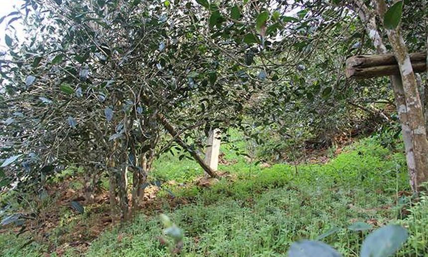 2021年昔歸古樹秋茶口感是什么？