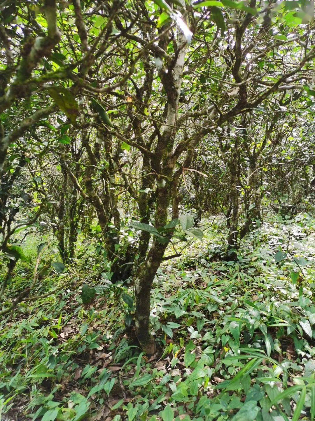 2021年昔歸古樹秋茶價格多少錢？