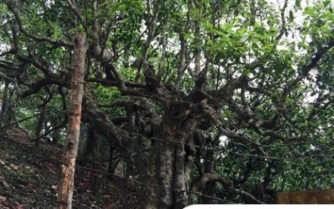 2021年忙肺古樹秋茶臨滄四大名茶之一！