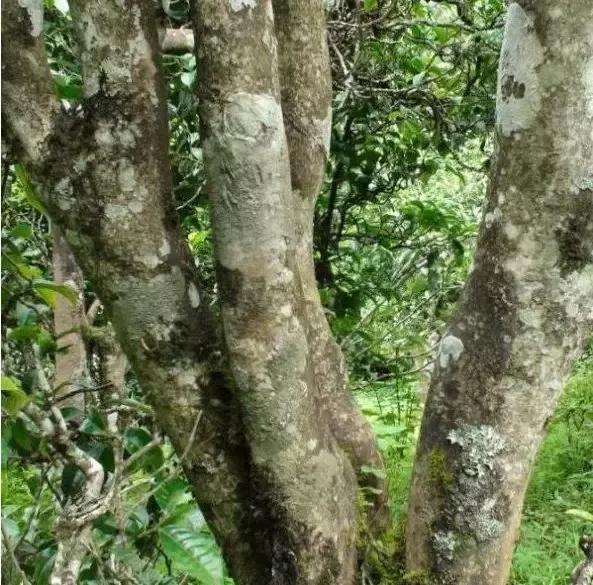 2021年忙肺古樹秋茶多少一公斤？