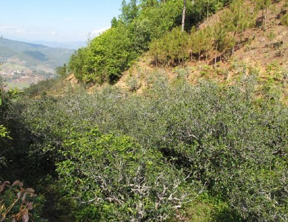 2021年梅子箐古樹秋茶特點(diǎn)是什么？