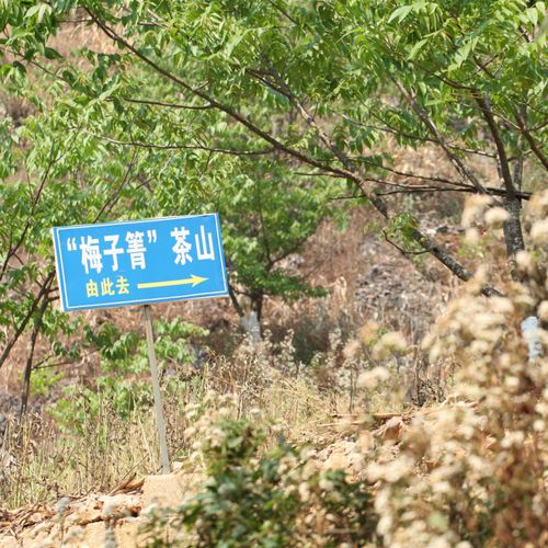 2021年梅子箐古樹秋茶口感！