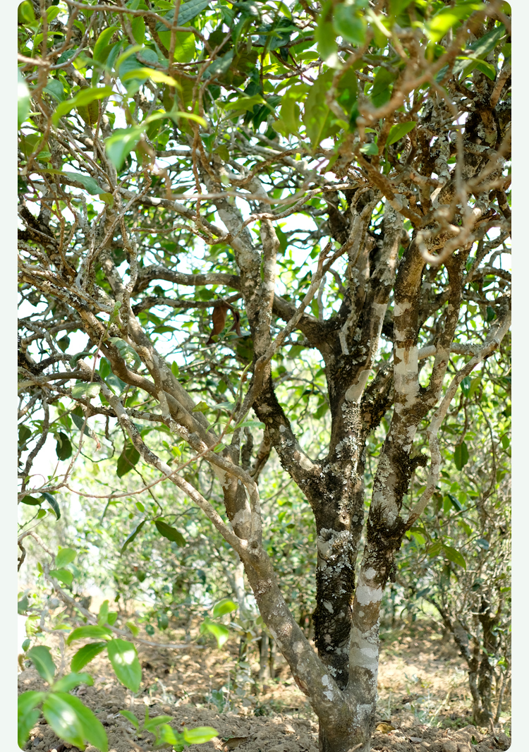 2021梅子箐古樹秋茶甜如冰島、香似昔歸:人間三月,怎么少得了梅子箐?