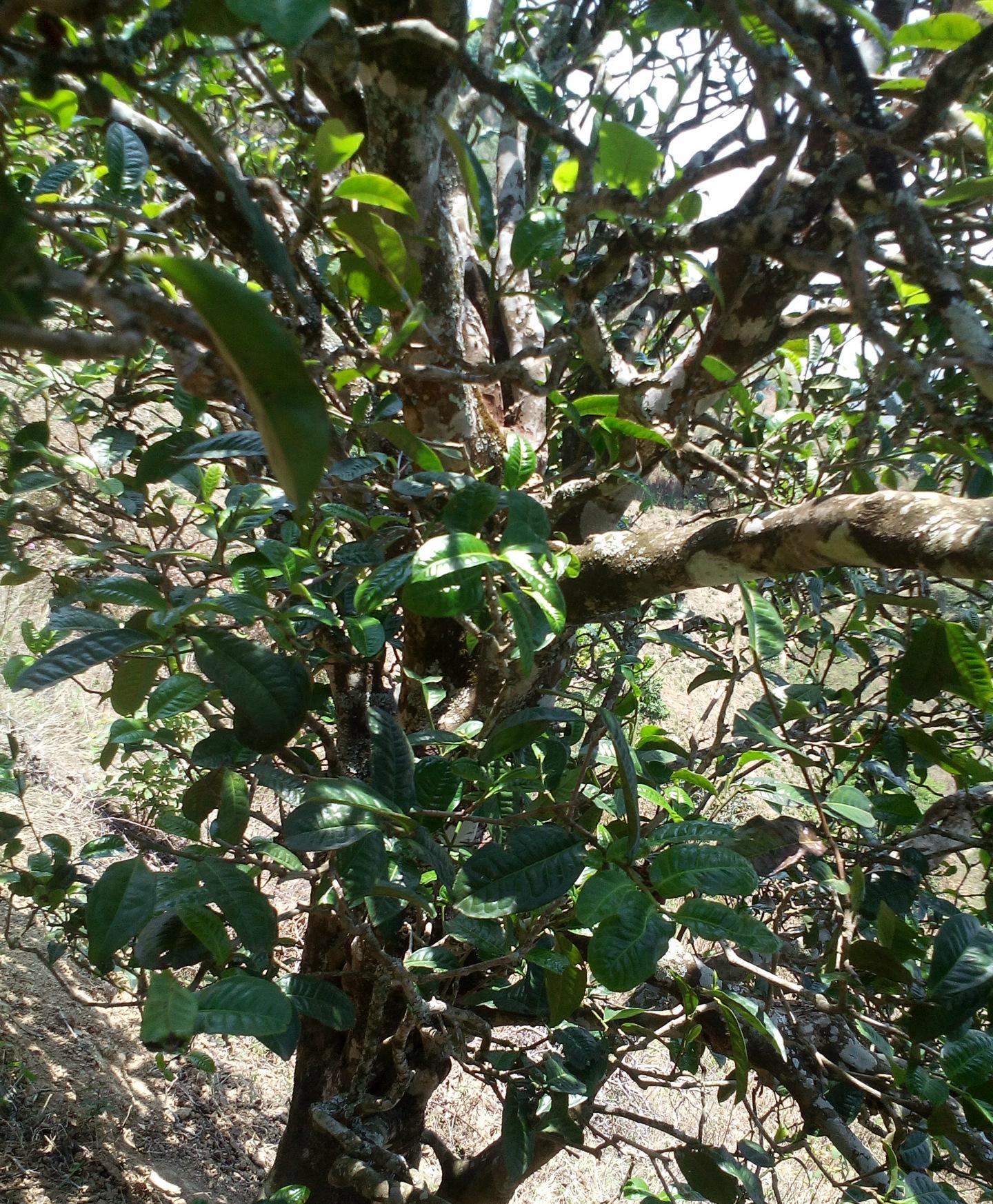 2021年巖子頭古樹秋茶特點(diǎn)？