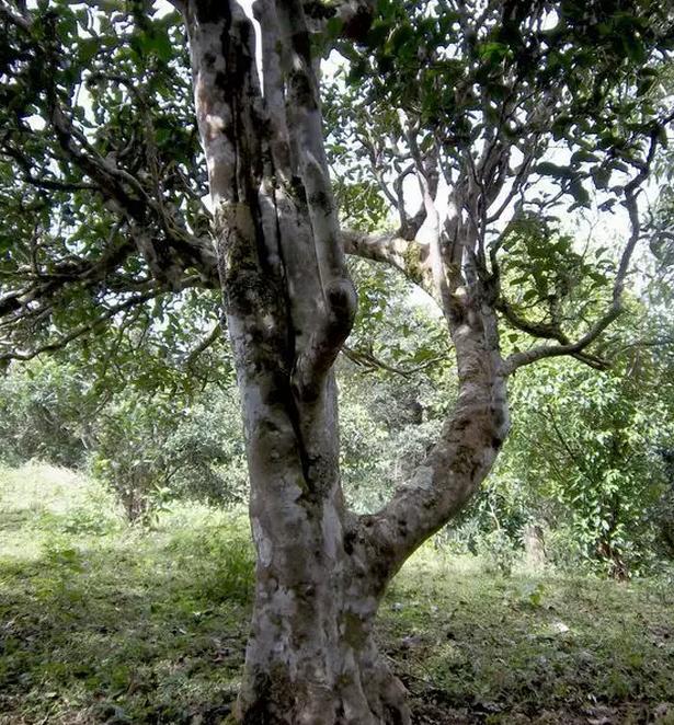 2021年巖子頭古樹(shù)秋茶，亂石出好茶！