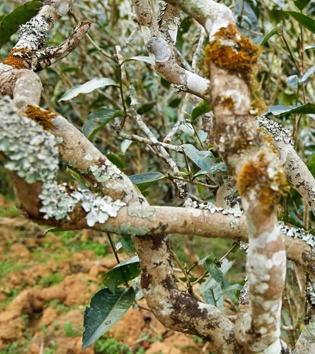 2021年巖子頭古樹(shù)秋茶多少錢(qián)一公斤？