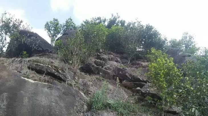 2021年巖子頭古樹秋茶內(nèi)含物質(zhì)可以和昔歸古樹毛茶相娉美·！