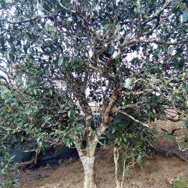 2021馬鞍山古樹秋茶口感？