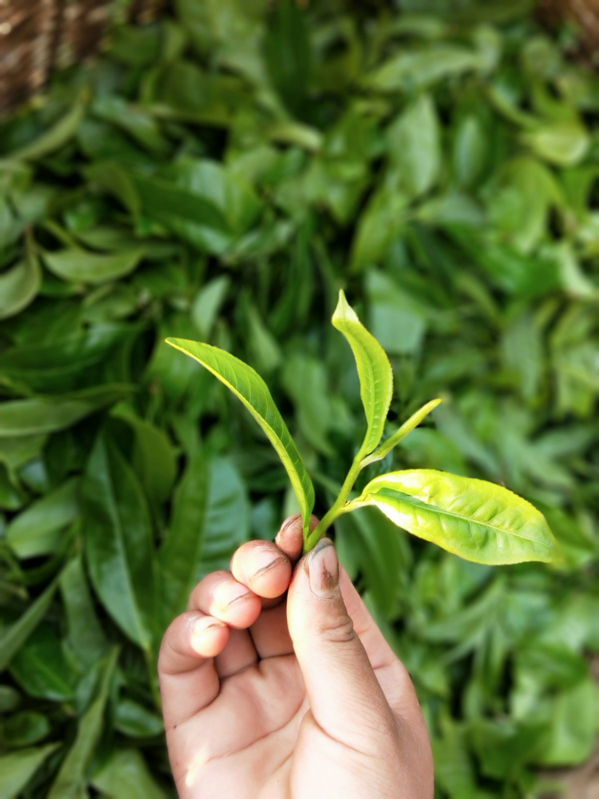 2021年馬鞍山古樹秋茶特點是什么？