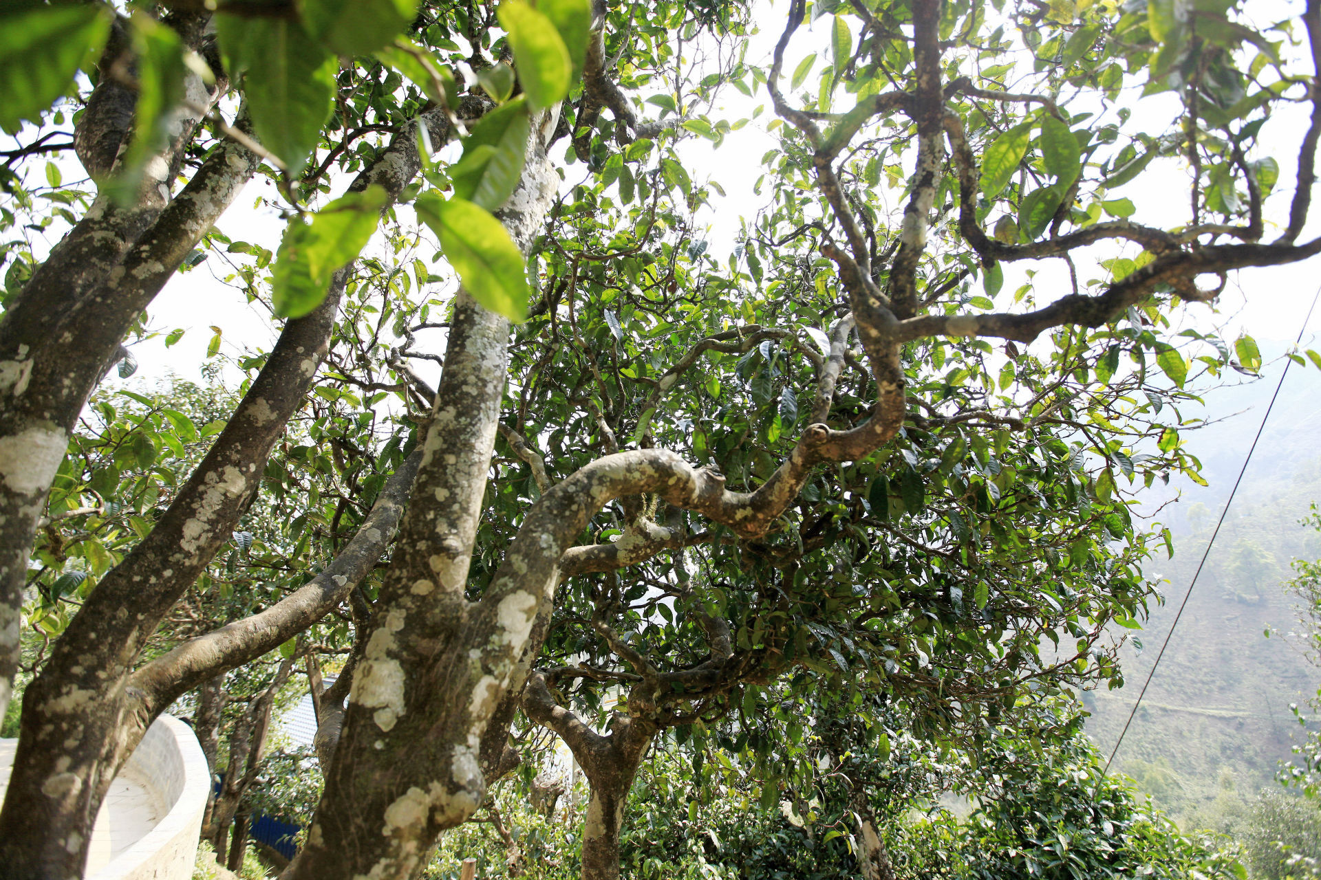 2021年馬鞍山古樹秋茶價值如何？