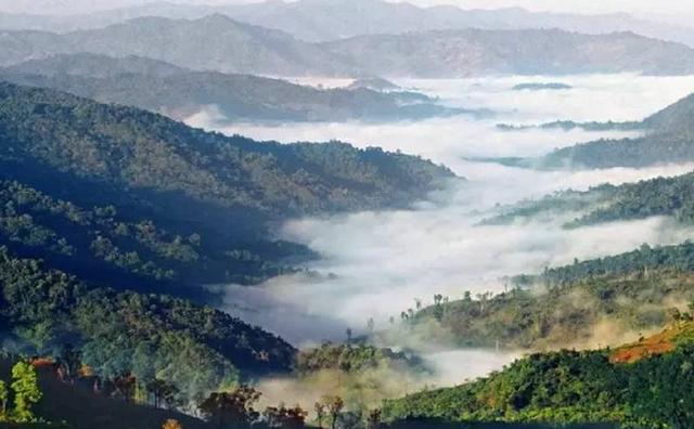 2021白鶯山古樹秋茶特點(diǎn)？