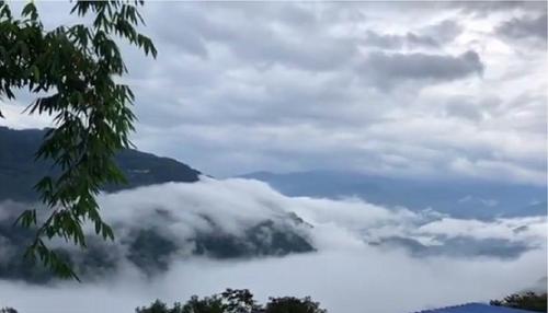 2021年白鶯山古樹秋茶多少錢一公斤？