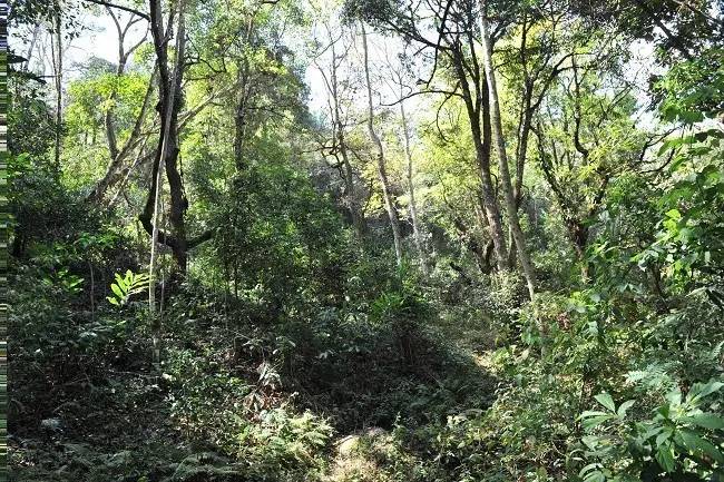 2021年老班章古樹(shù)秋茶特點(diǎn)？