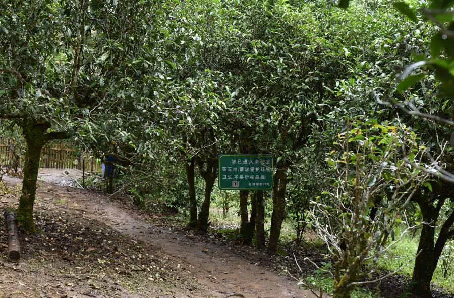 2021年老班章古樹秋茶價格？