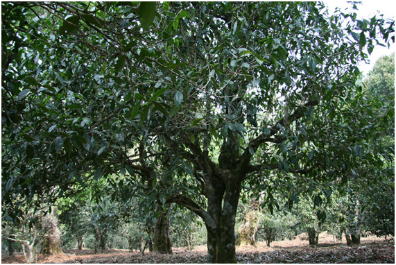 2021年老班章古樹(shù)秋茶多少錢(qián)一公斤？