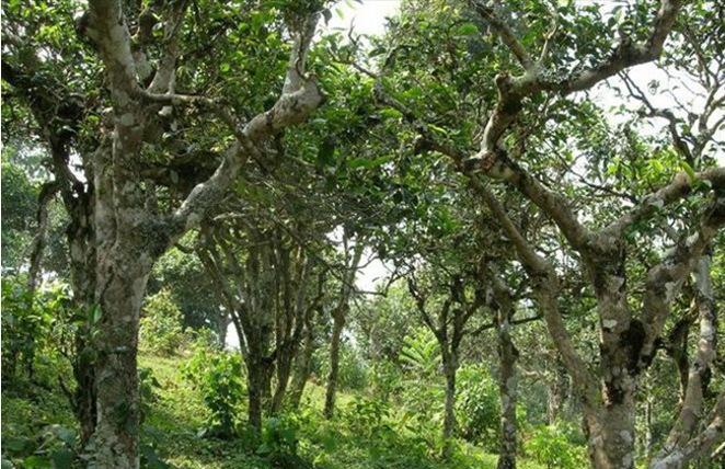 2021年新班章古樹秋茶多少錢一公斤？