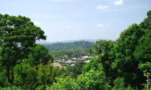 2021年老曼峨古樹秋茶口感最霸氣的山頭！