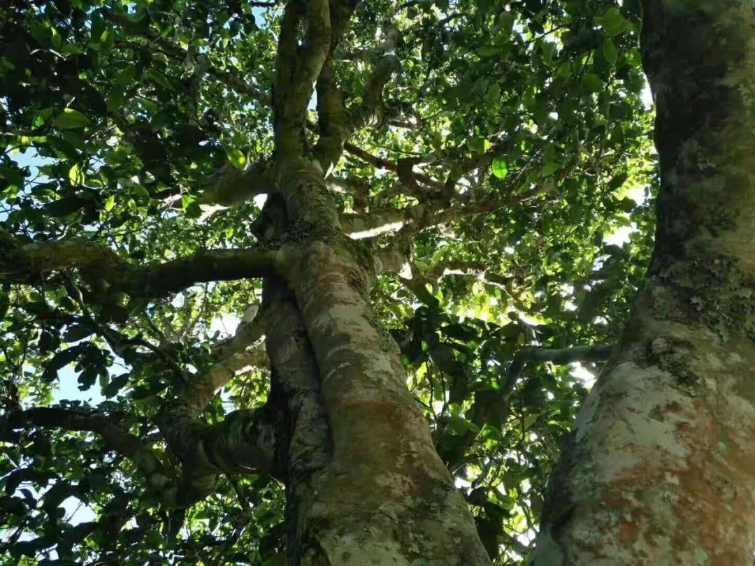 2021年班章茶區(qū)壩卡囡古樹秋茶特點？