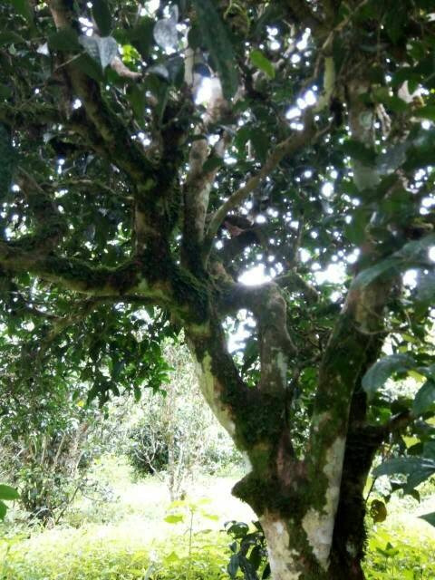 2021年班章茶區(qū)壩卡囡古樹秋茶多少錢一公斤？