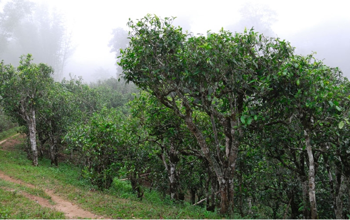 2021年班章茶區(qū)壩卡囡秋茶布朗茶系中的甜茶類(lèi)!