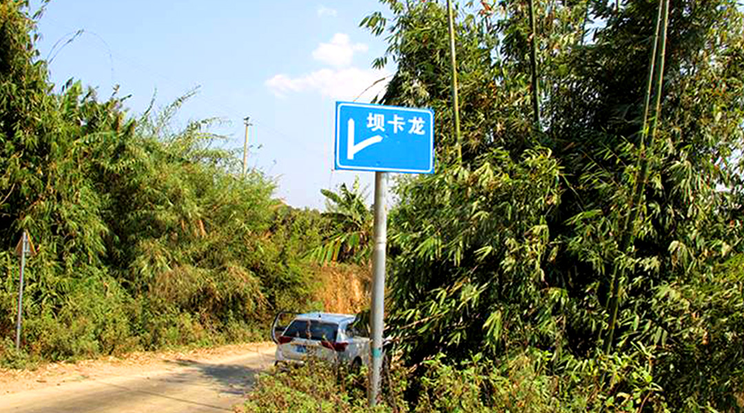 2021班章茶區(qū)壩卡竜古樹秋茶特點！