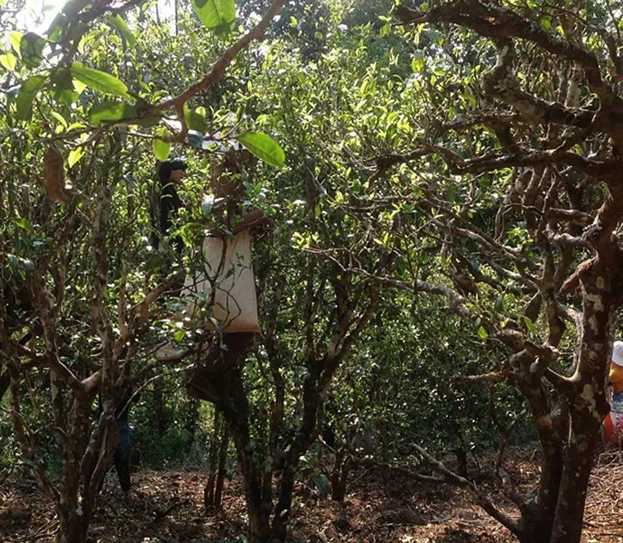 2021年布朗山班盆古樹秋茶品鑒！