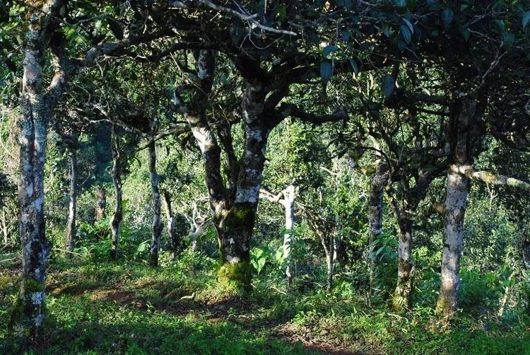 2021年賀開(kāi)古樹(shù)秋茶口感！