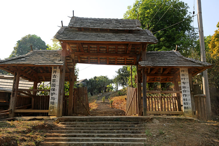 2021年賀開古樹秋茶特點(diǎn)？