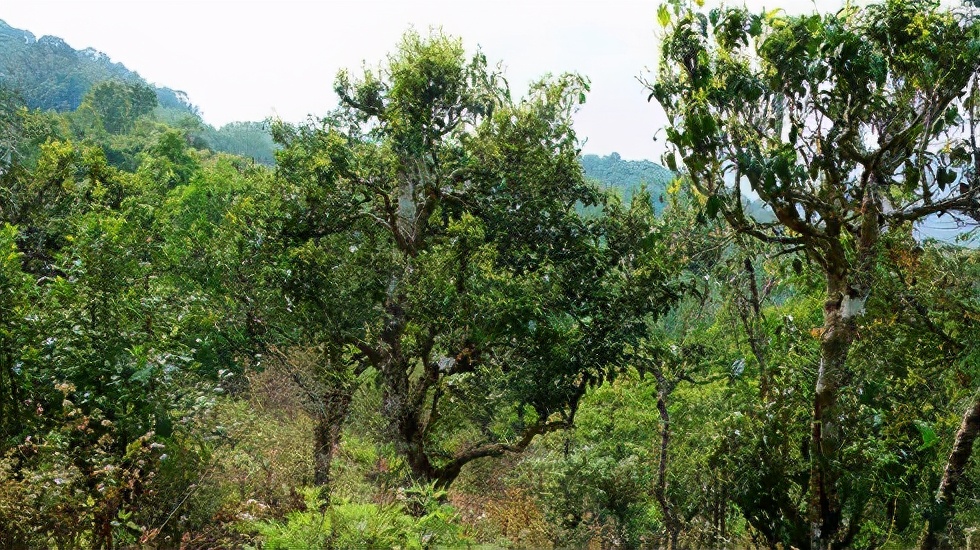 2021賀開古樹秋茶價(jià)格是多少？