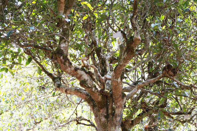 2021年班盆古樹秋茶口感？