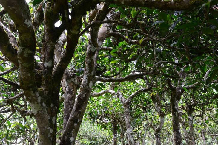 2021年老班章“鄰居”，班盆古樹秋茶茶來了！