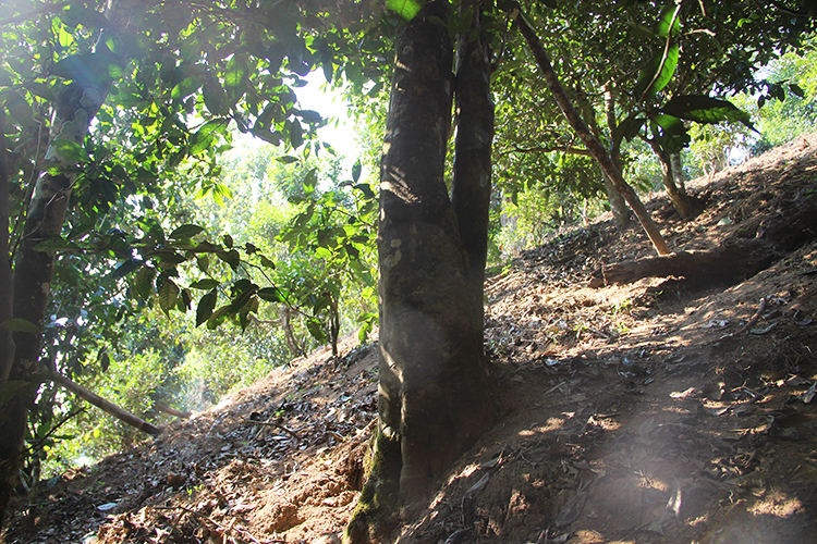 2021年廣別老寨古樹(shù)秋茶為何被稱為妖茶？