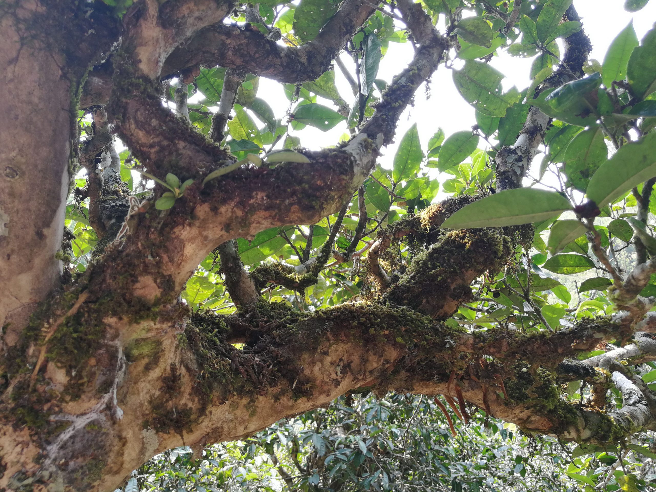 2021年勐宋那卡古樹秋茶品鑒實錄！