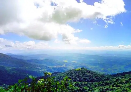 2021年滑竹梁子古樹秋茶特點？