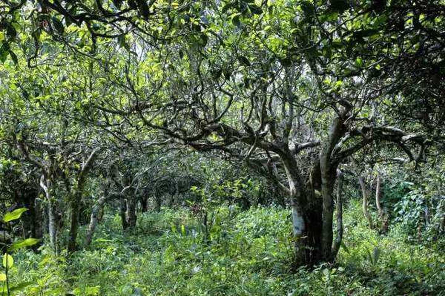 2021年滑竹梁子古樹秋茶口感？