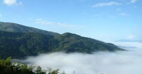 2021年滑竹梁子古樹品鑒實錄？