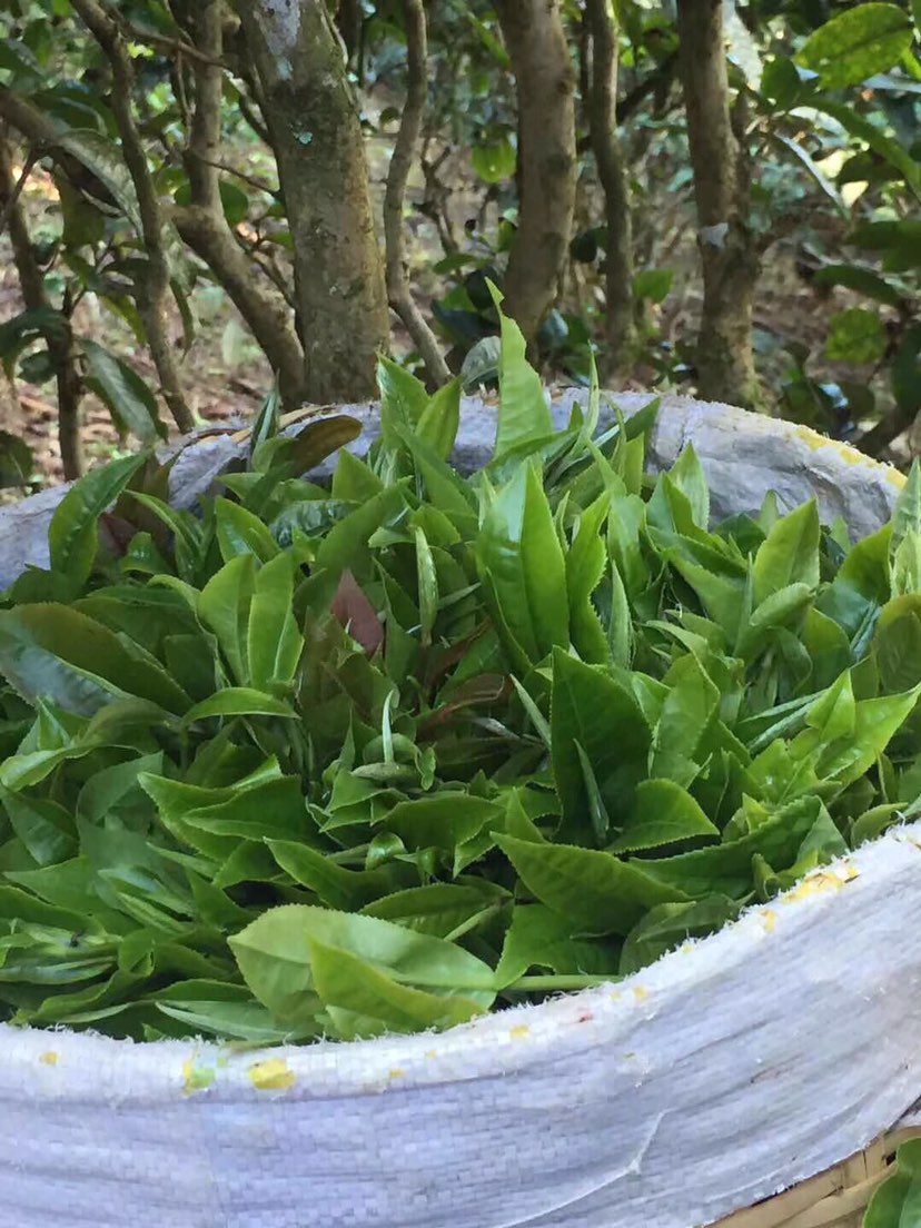 2021年巴達(dá)山章朗古樹秋茶多少錢一公斤？