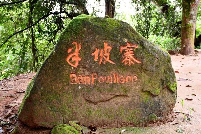 2021年南糯山半坡老寨古樹秋茶口感？