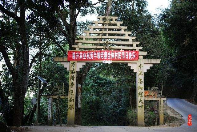 2021年南糯山半坡老寨古樹(shù)秋茶價(jià)格？