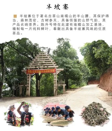 2021年南糯山半坡老寨古樹(shù)秋茶品鑒！